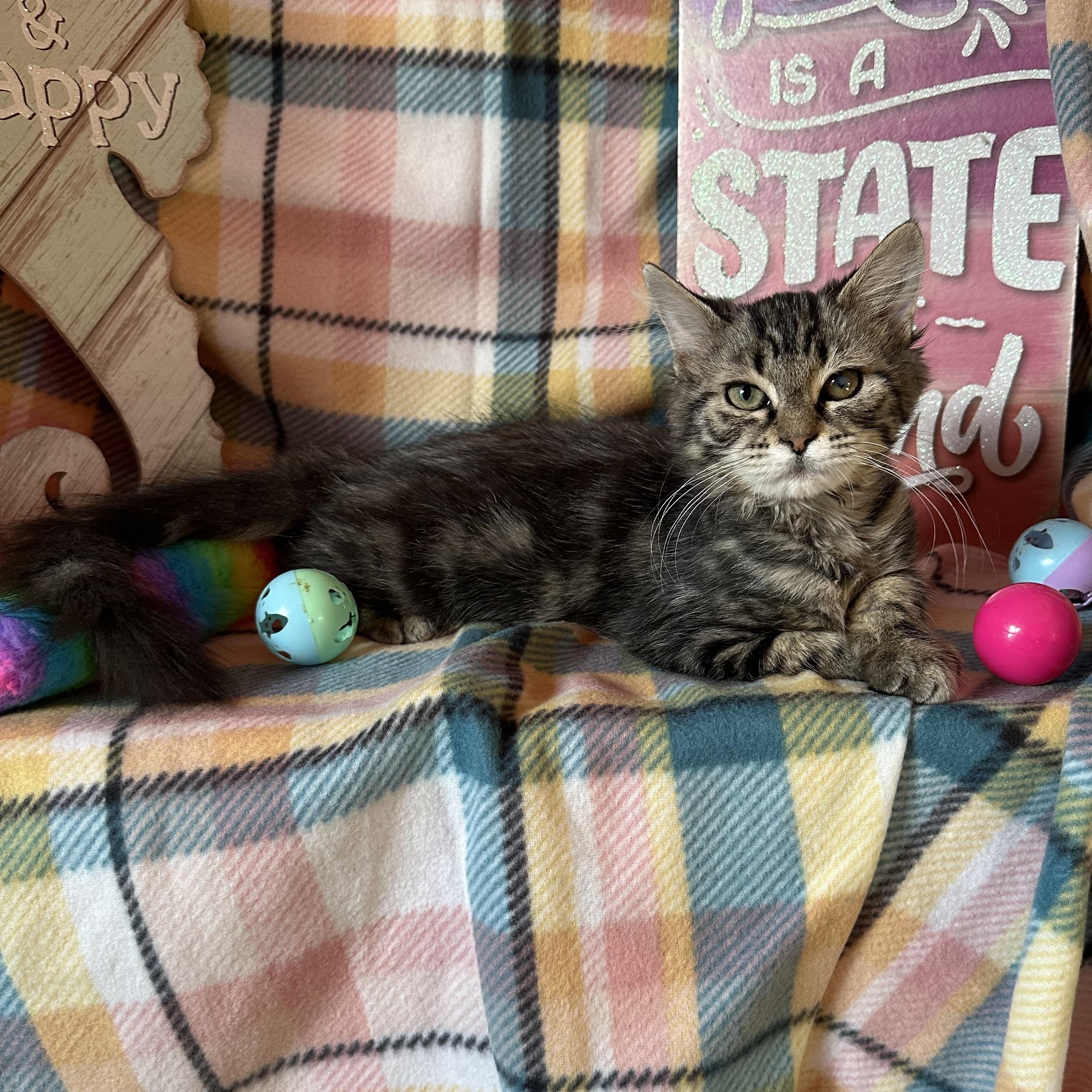 Mimosa