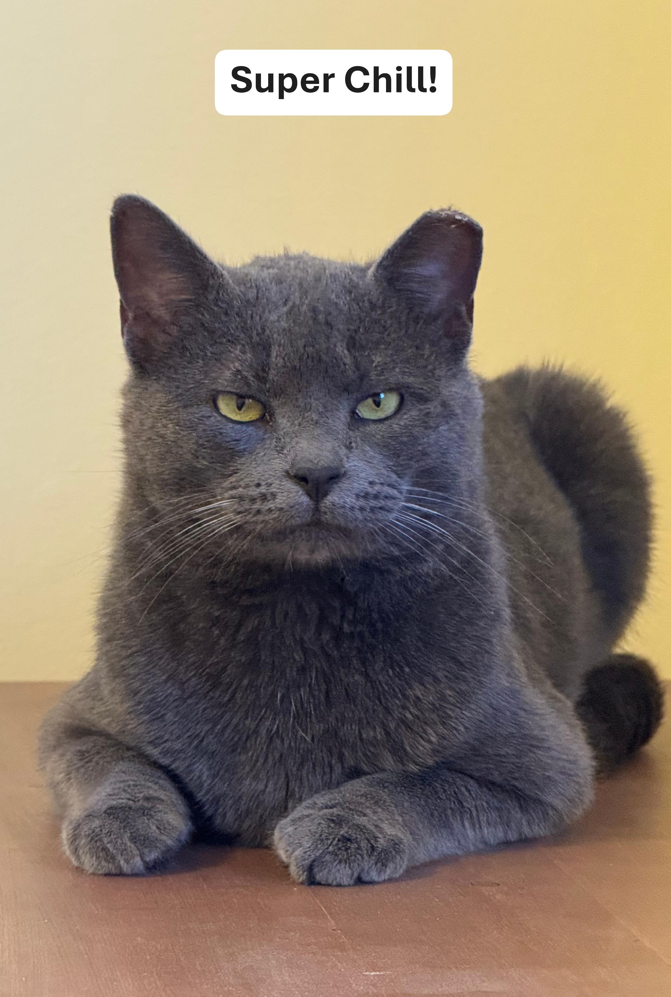 Romeo, Adoptable, Adult Male Russian Blue & Domestic Short Hair.
