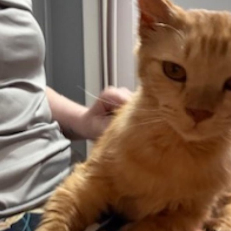 Enlarge Honey Bun, an adopted mixed breed in Hyattsville, MD image 5/6