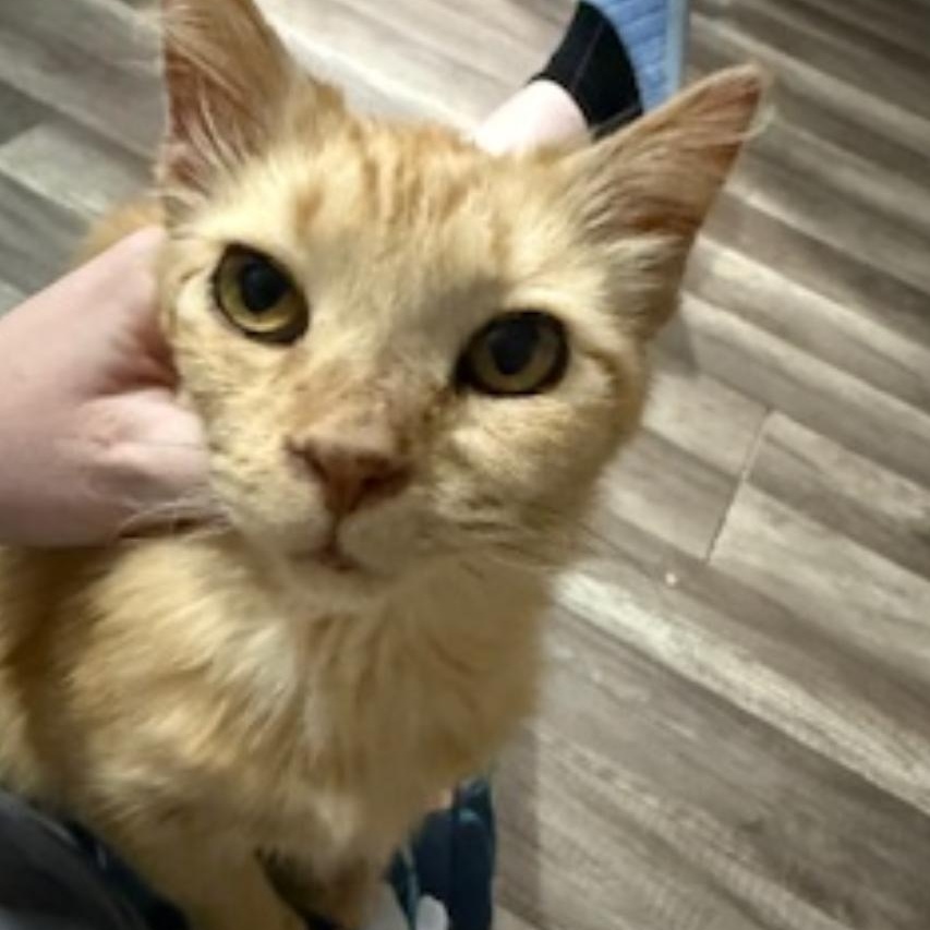 Enlarge Honey Bun, an adopted mixed breed in Hyattsville, MD image 3/6