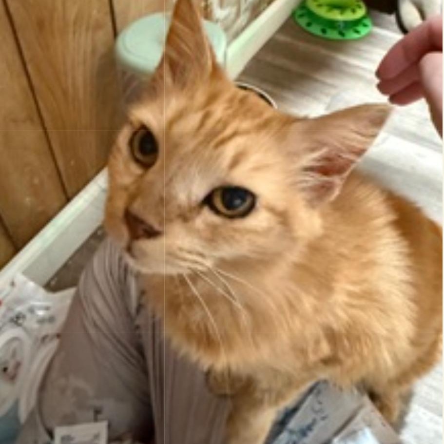 Enlarge Honey Bun, an adopted mixed breed in Hyattsville, MD image 1/6