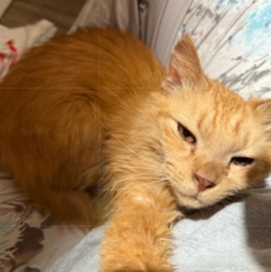 Enlarge Honey Bun, an adopted mixed breed in Hyattsville, MD image 4/6