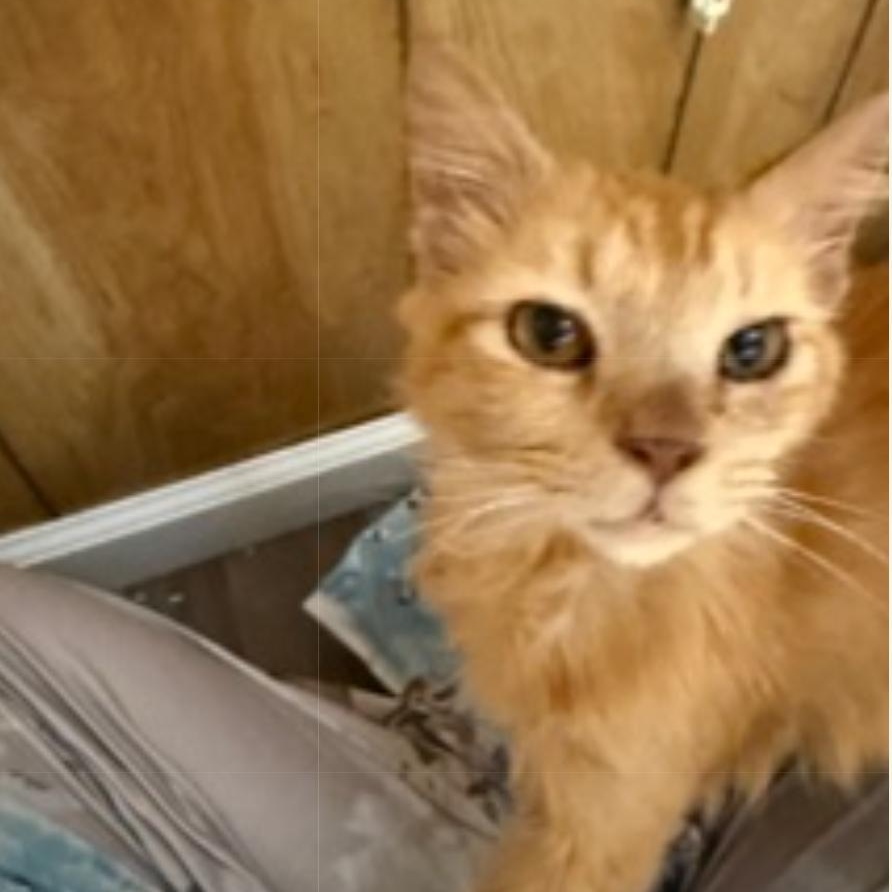 Enlarge Honey Bun, an adopted mixed breed in Hyattsville, MD image 6/6