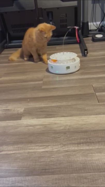 Enlarge Honey Bun, an adopted mixed breed in Hyattsville, MD video 2/6