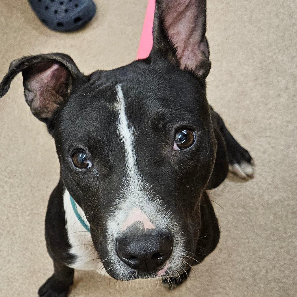 Buster, Adoptable, Young Male Pit Bull Terrier.