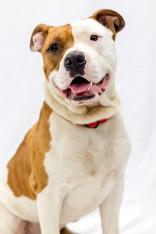 Oscar, ADOPTABLE, Adult Male Bull Terrier.