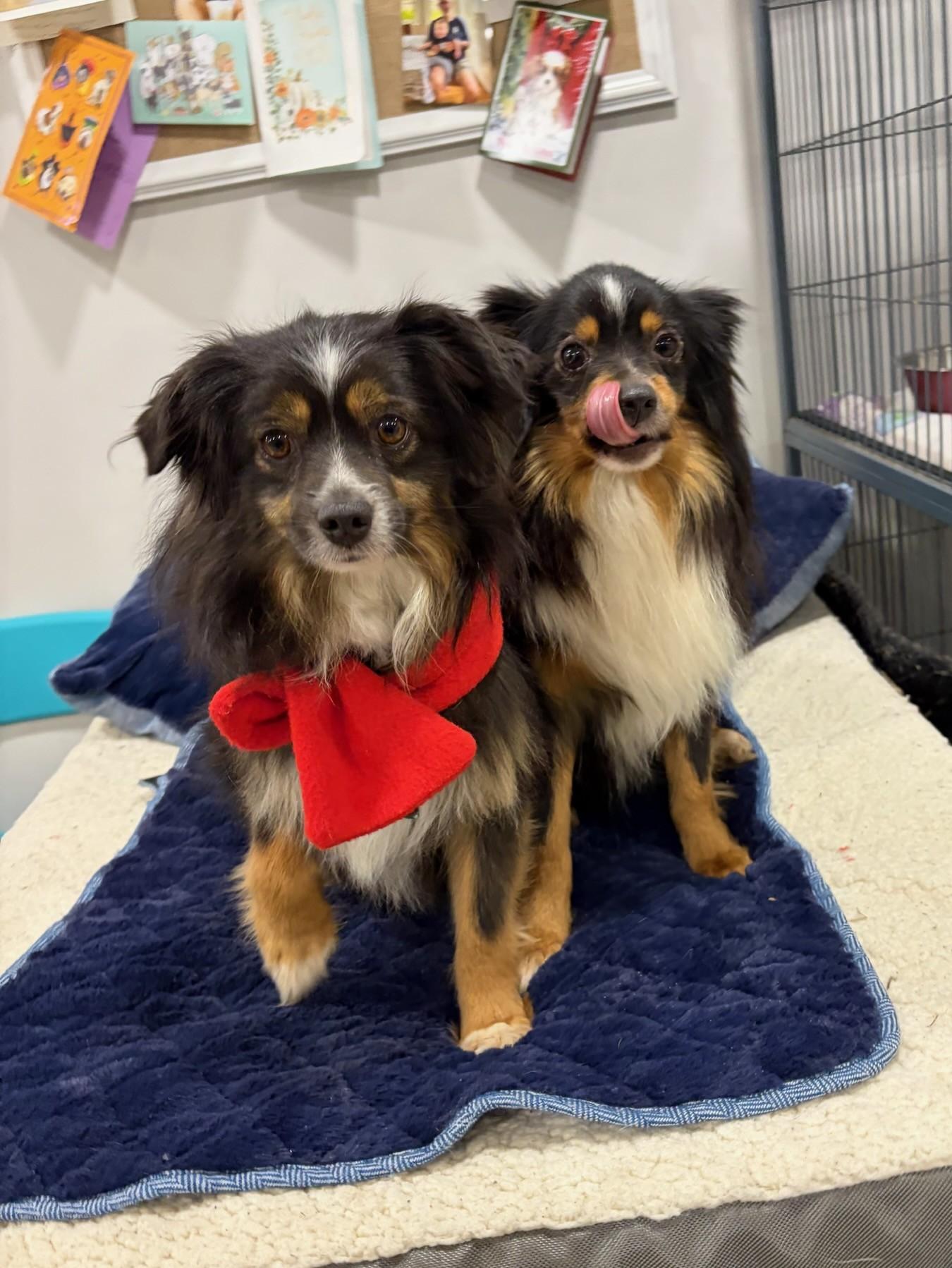 Enlarge Comet & Dasher, a ADOPTABLE mixed breed in Abington, PA image 1/3