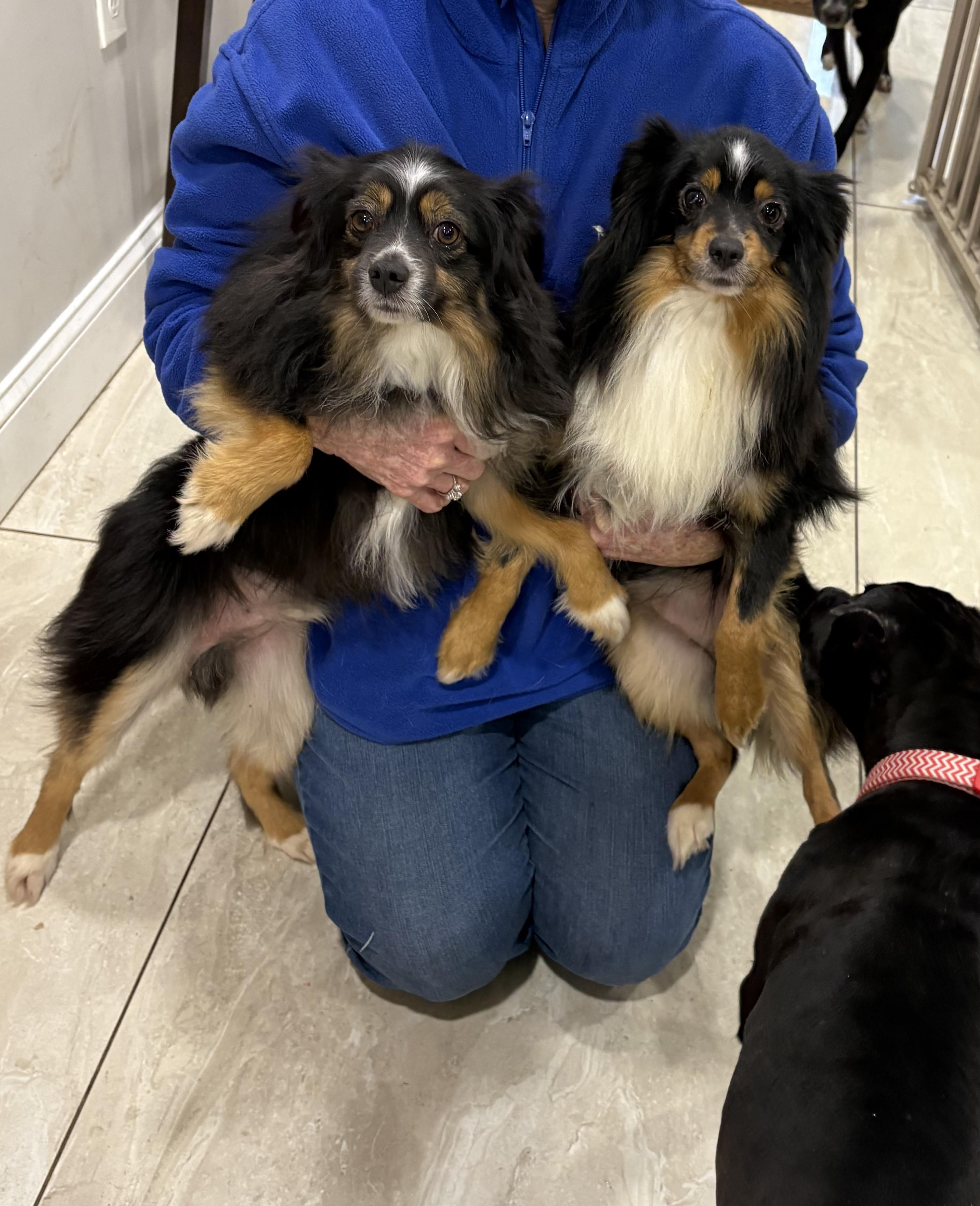 Enlarge Comet & Dasher, a ADOPTABLE mixed breed in Abington, PA image 2/3