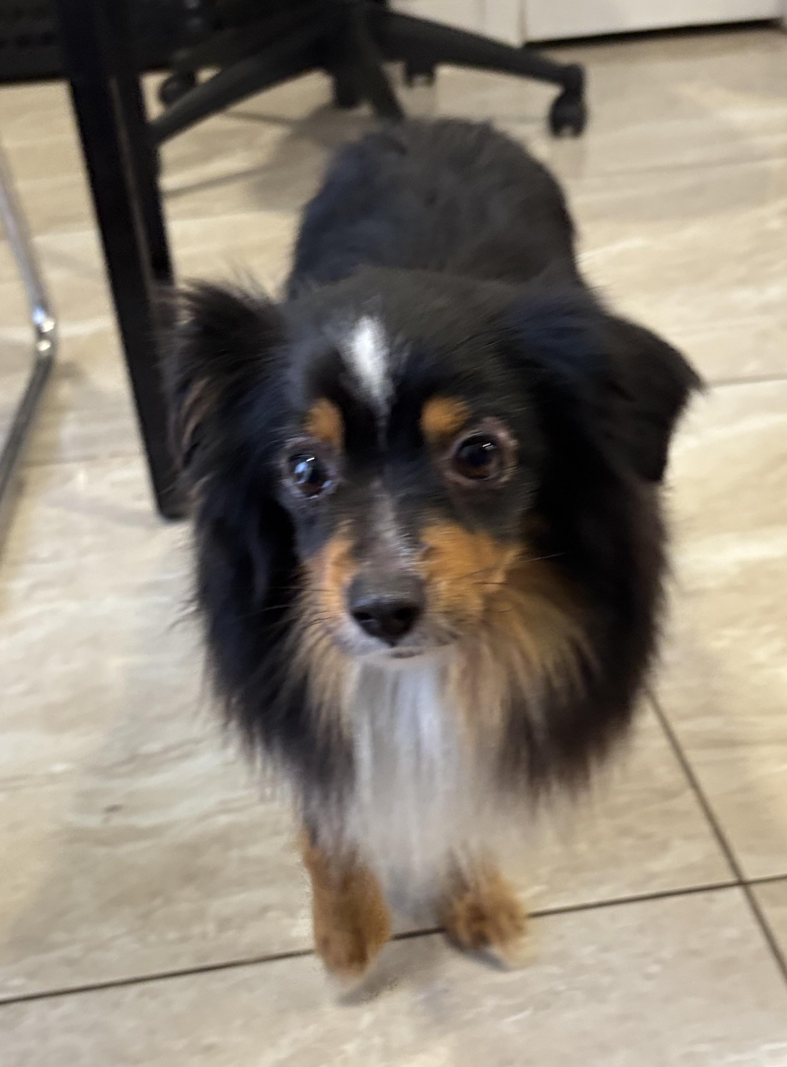 Enlarge Comet & Dasher, a ADOPTABLE mixed breed in Abington, PA image 3/3