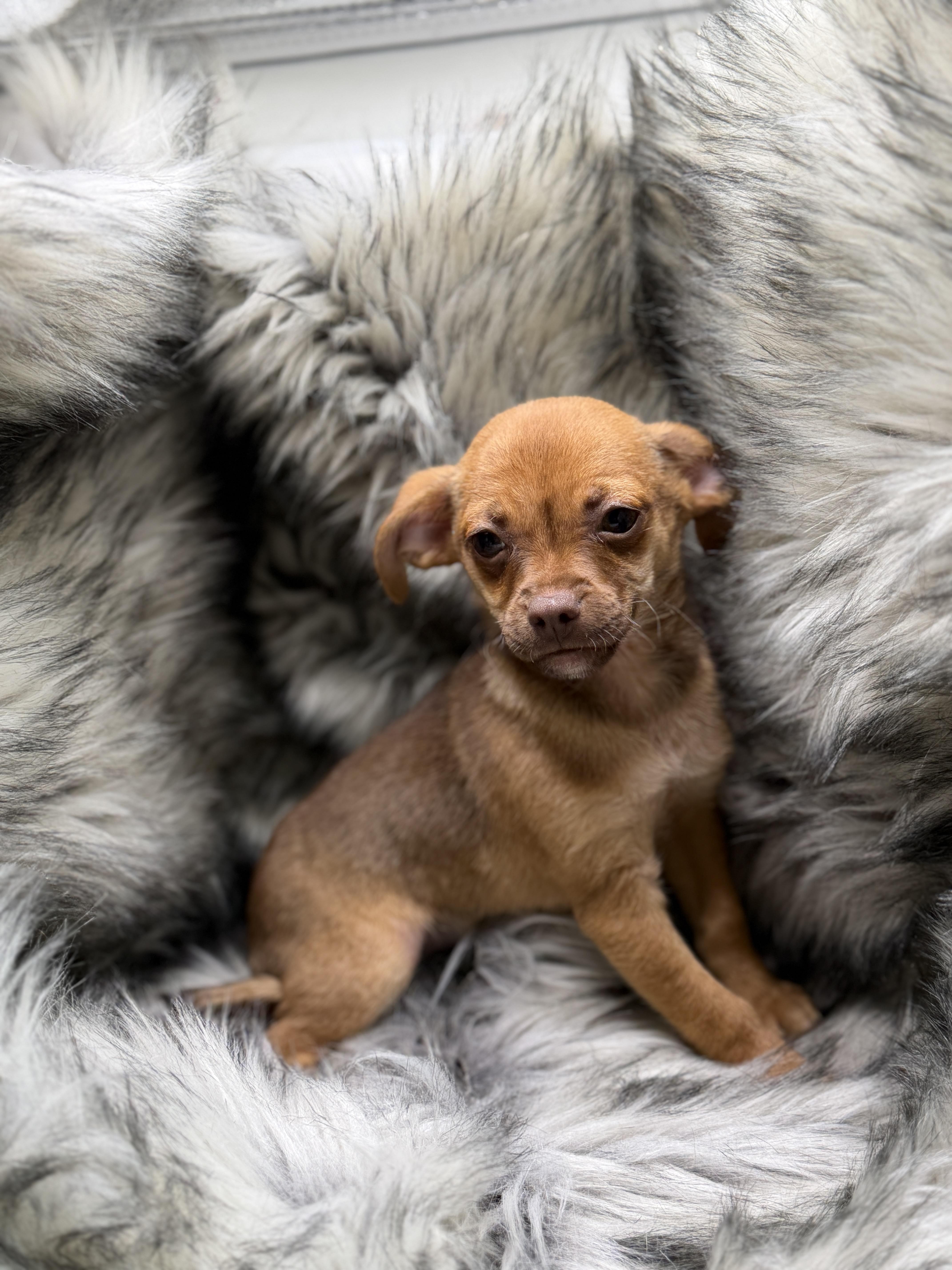 Enlarge Cappuccino, a Adoptable mixed breed in San Diego, CA image 2/2