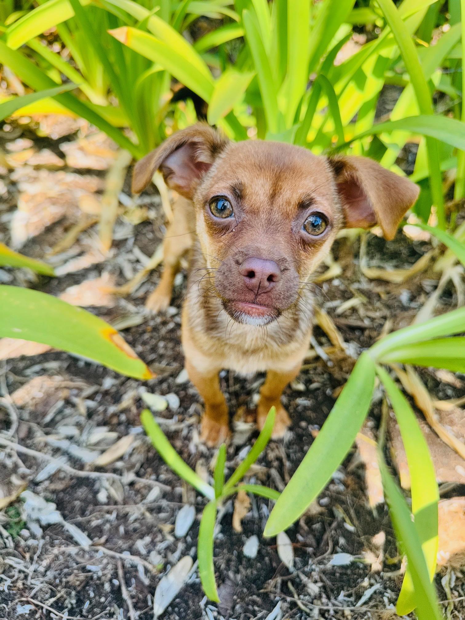 Enlarge Cappuccino, a Adoptable mixed breed in San Diego, CA image 1/2