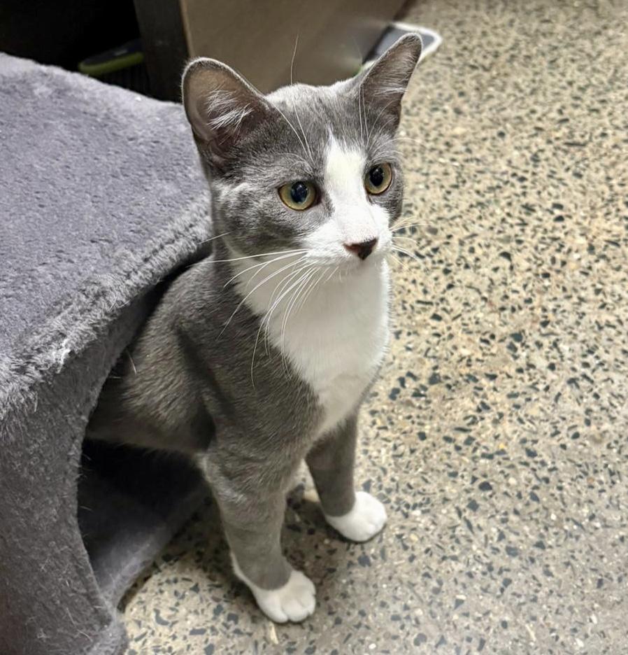 Enlarge Bento (bonded with Bunny), a Adoptable mixed breed in Toronto, ON image 4/6