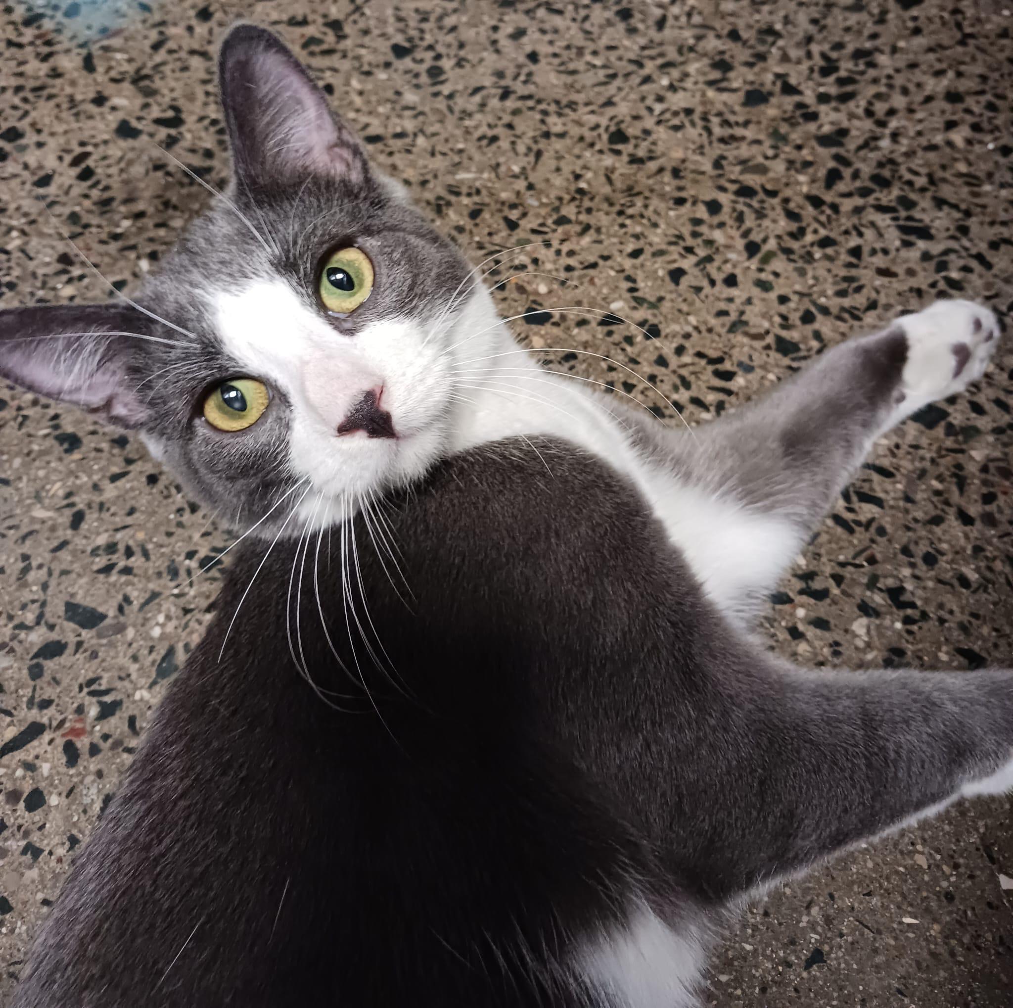 Enlarge Bento (bonded with Bunny), a Adoptable mixed breed in Toronto, ON image 2/6