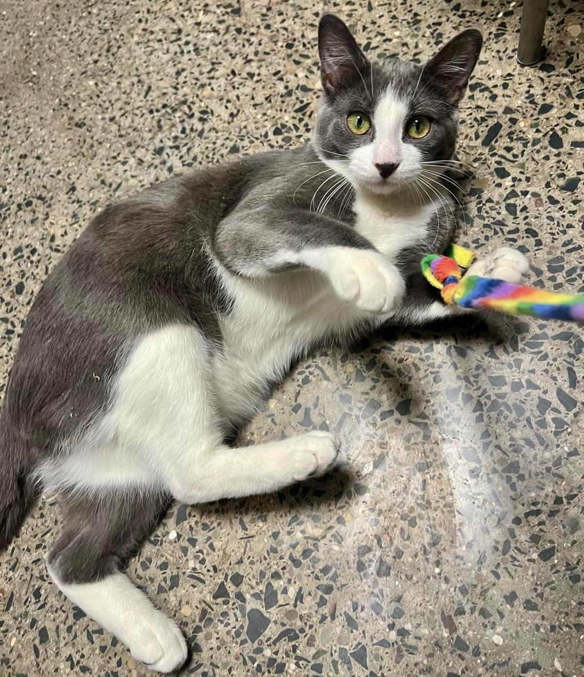 Enlarge Bento (bonded with Bunny), a Adoptable mixed breed in Toronto, ON image 3/6