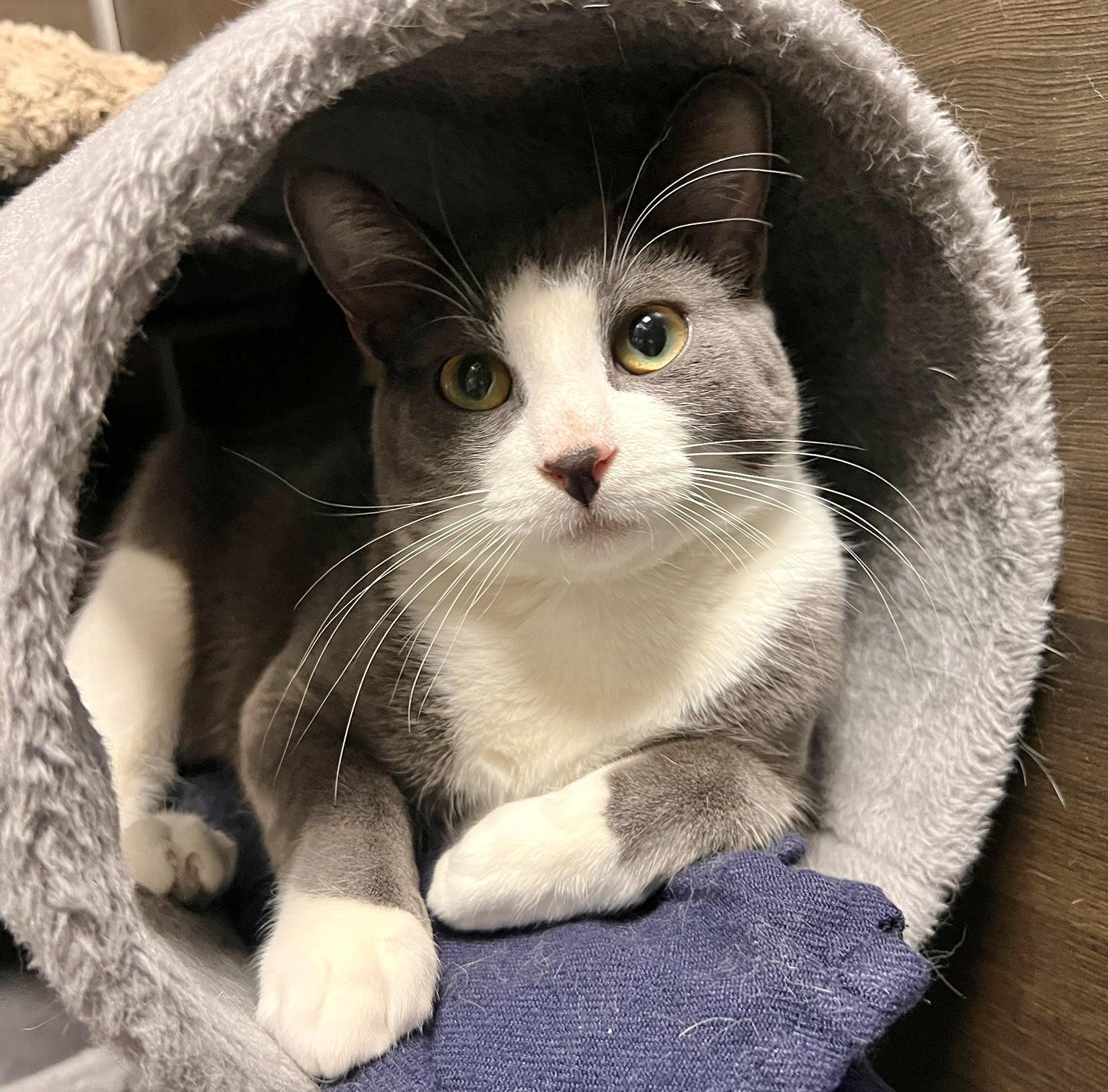 Enlarge Bento (bonded with Bunny), a Adoptable mixed breed in Toronto, ON image 2/6