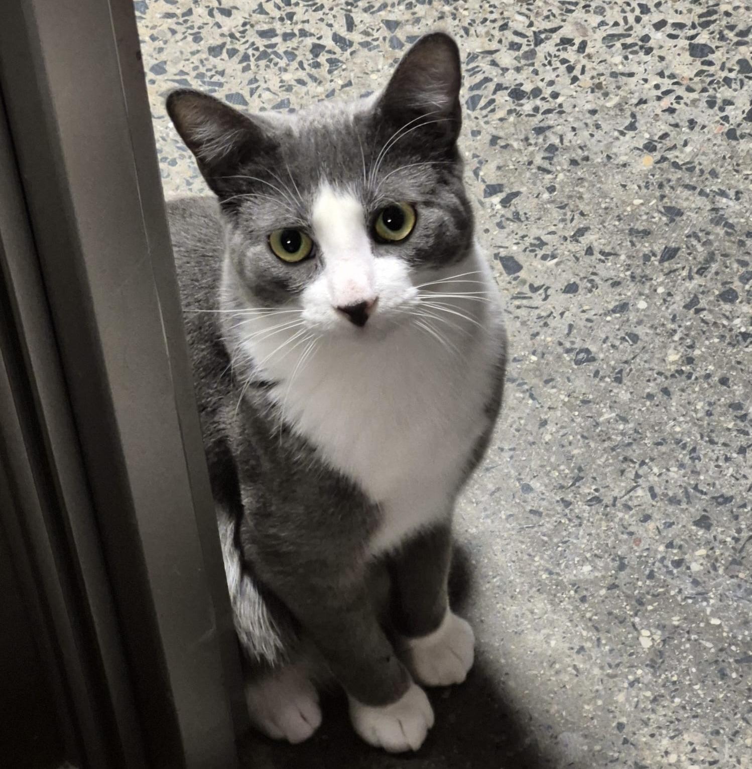 Bento (bonded with Bunny), Adoptable, Kitten Male Tuxedo & Domestic Short Hair.