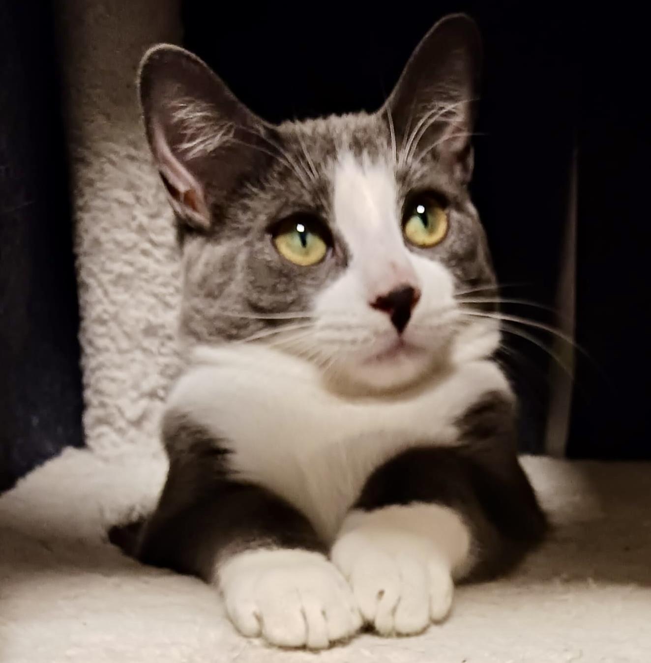 Bento (bonded with Bunny), Adoptable, Kitten Male Tuxedo & Domestic Short Hair.