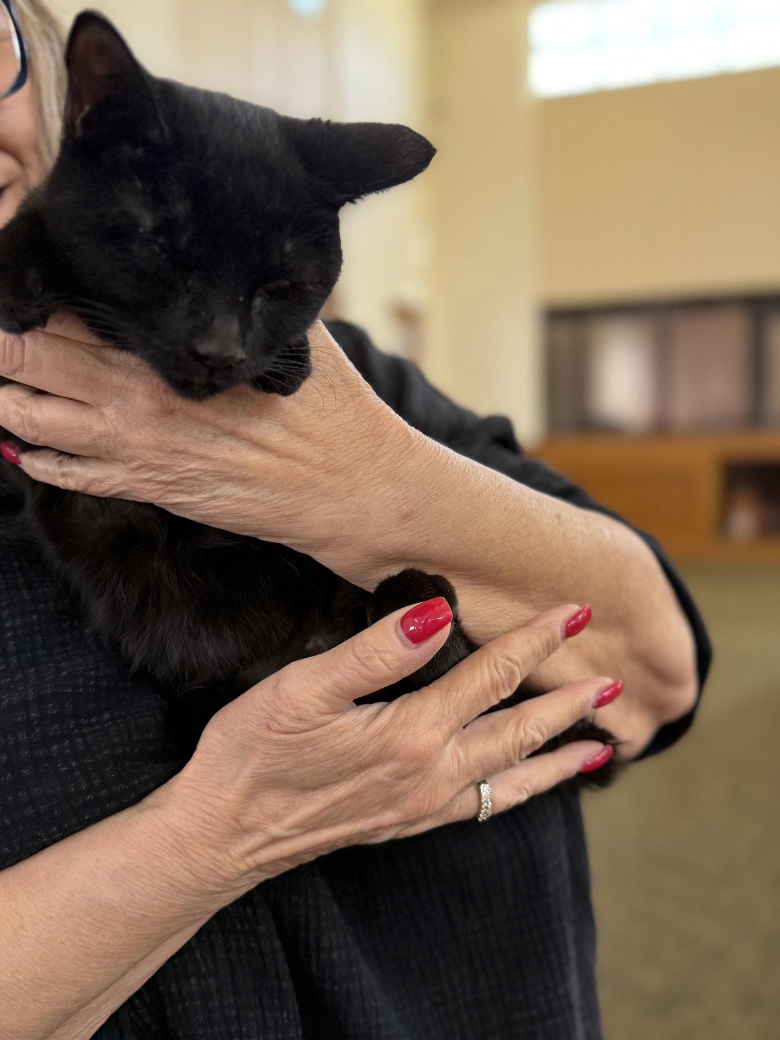 Enlarge Shuri ( AV), a Adoptable mixed breed in Vallejo, CA image 3/3