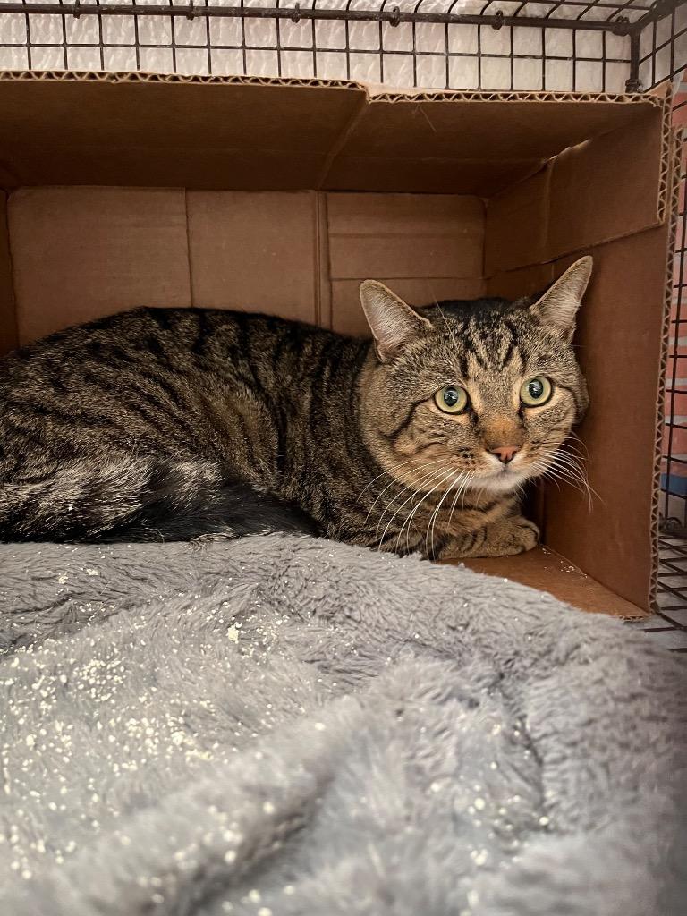 Stumpy, Adoptable, Adult Male Domestic Short Hair.