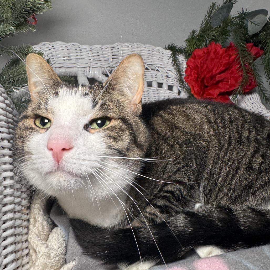 Keelen 635, Adoptable, Adult Male Domestic Short Hair.