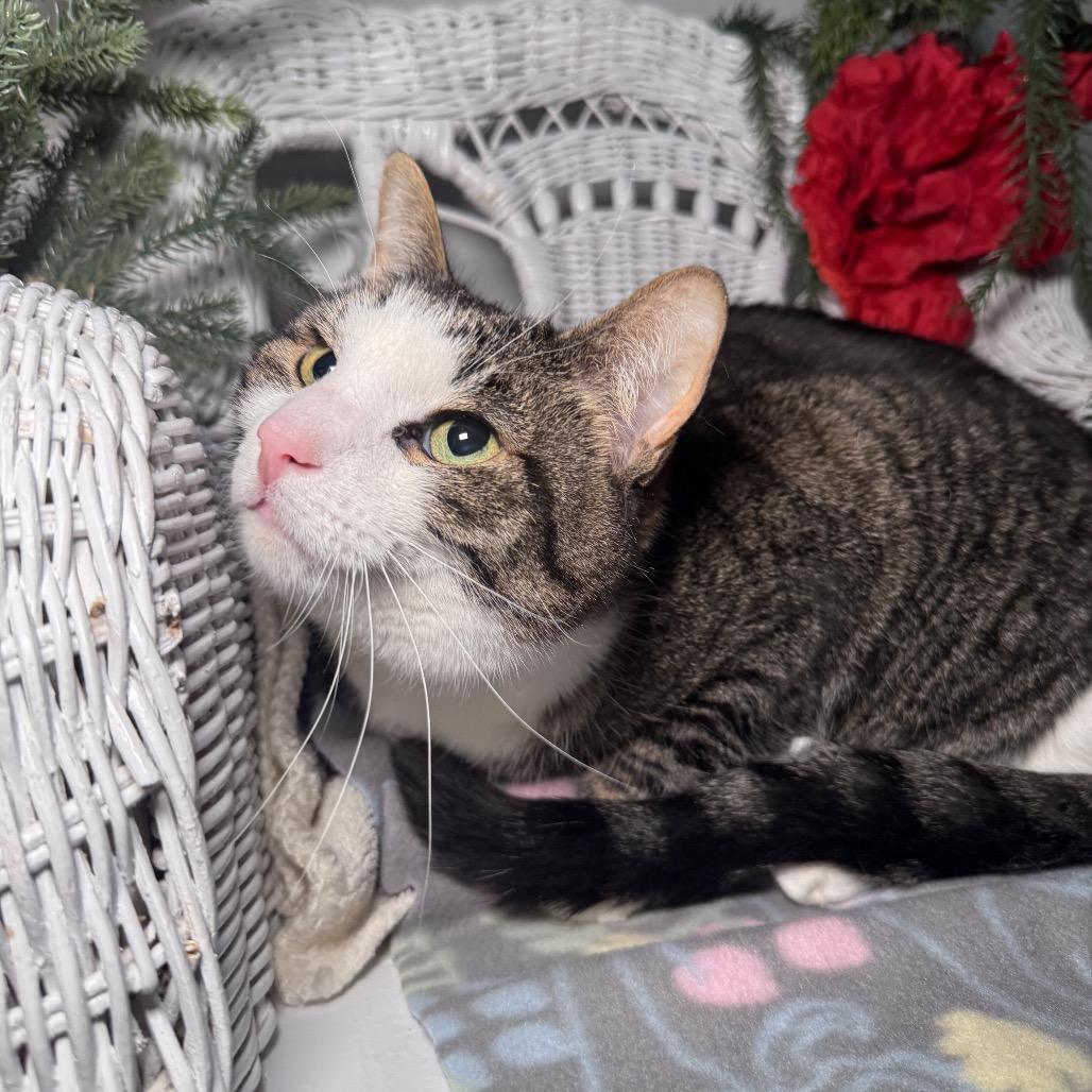 Keelen 635, a Adoptable Domestic Short Hair in Lansing, MI image 2/5