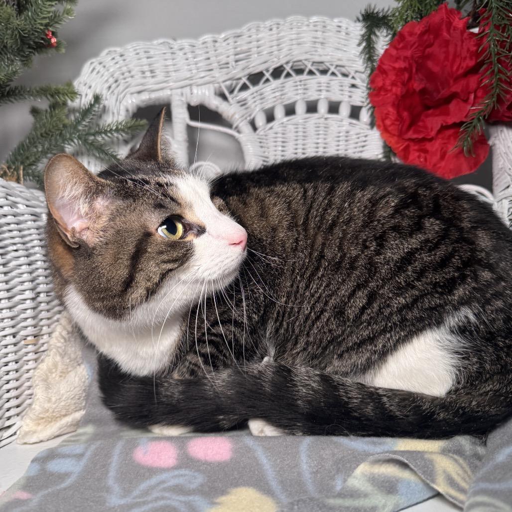 Keelen 635, a Adoptable Domestic Short Hair in Lansing, MI image 5/5