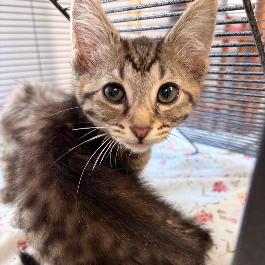 Huckleberry, Adoptable, Kitten Male Domestic Short Hair.