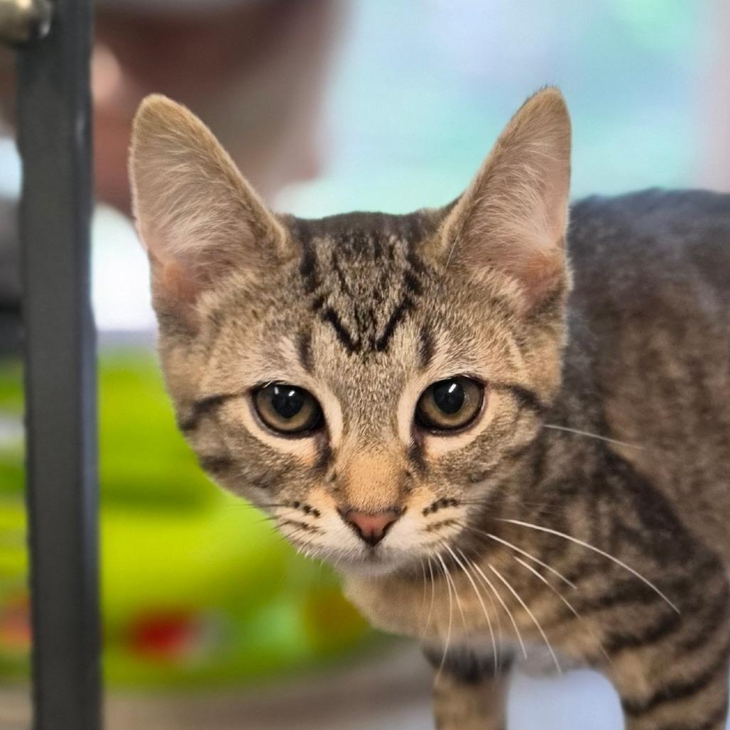 Huckleberry, a Adoptable Domestic Short Hair in Muncie, IN image 2/2