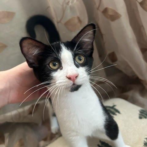 Hot Dog, a Adoptable Domestic Short Hair in Oswego, NY image 2/5