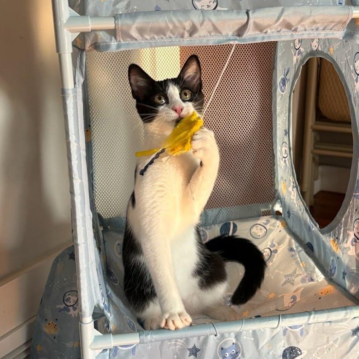 Hot Dog, a Adoptable Domestic Short Hair in Oswego, NY image 5/5