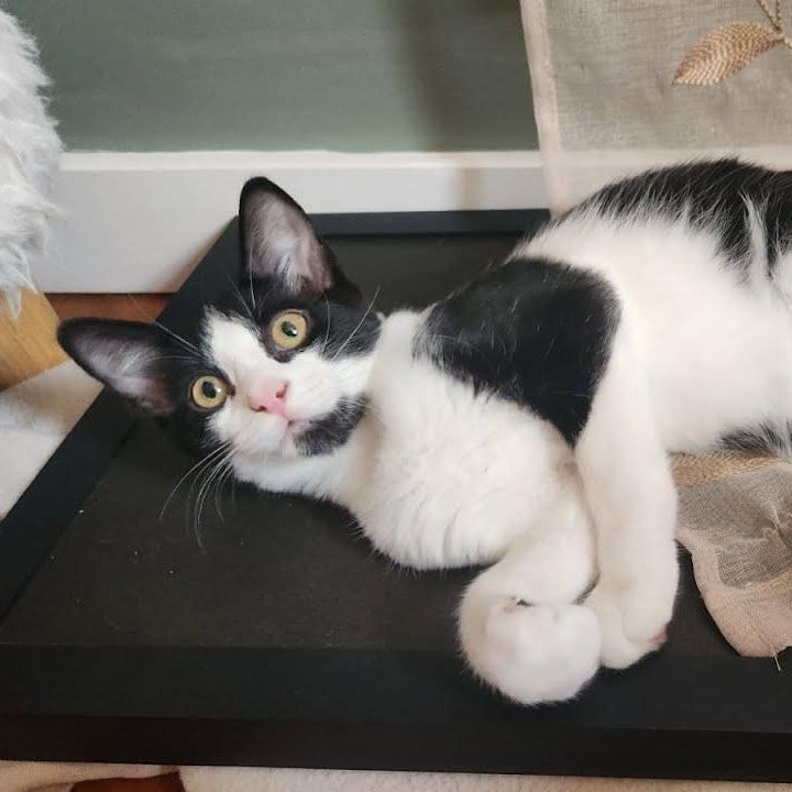 Hot Dog, a Adoptable Domestic Short Hair in Oswego, NY image 3/5