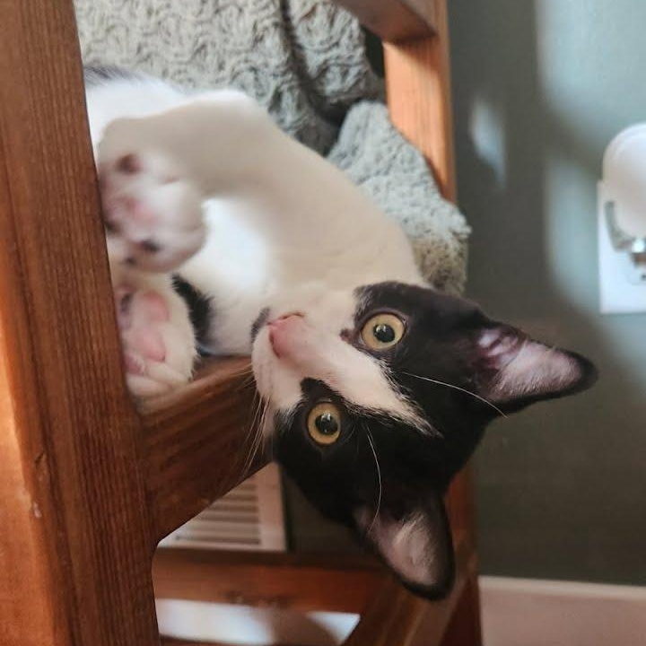 Hot Dog, a Adoptable Domestic Short Hair in Oswego, NY image 1/5