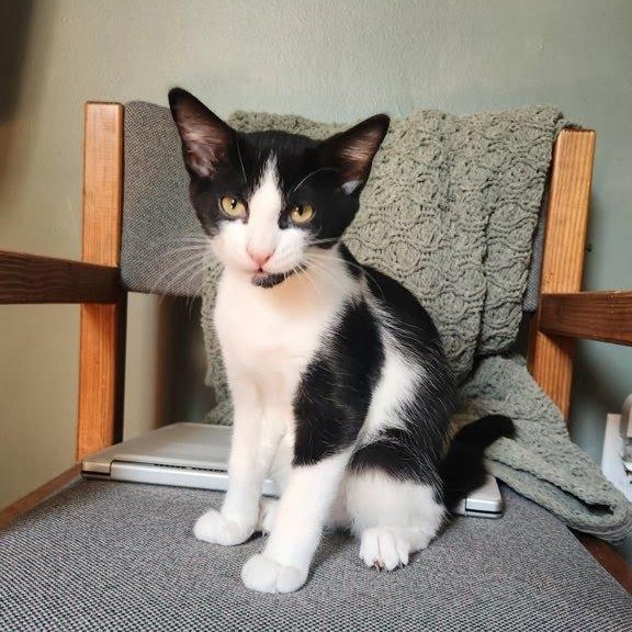 Hot Dog, a Adoptable Domestic Short Hair in Oswego, NY image 4/5