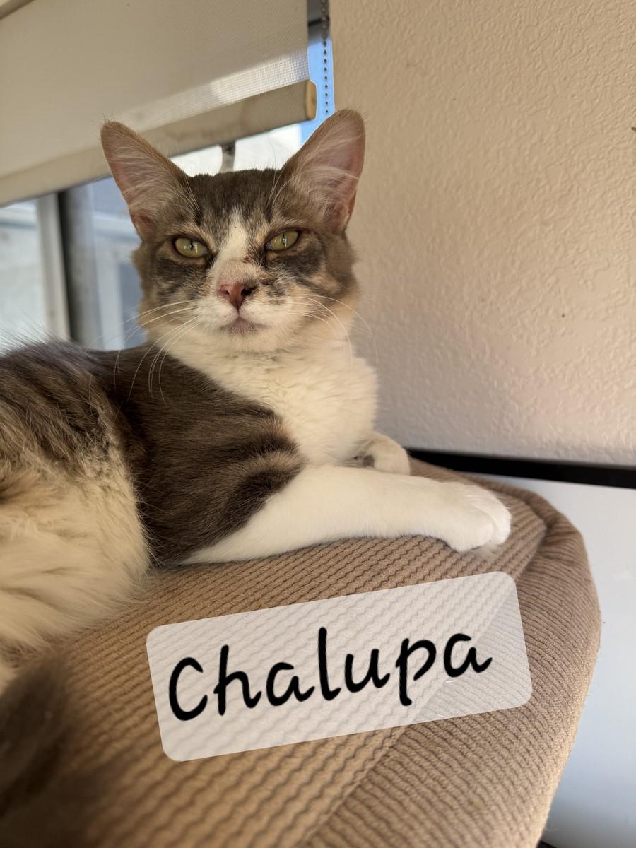 Enlarge Chalupa, an adopted mixed breed in Albuquerque, NM image 1/1