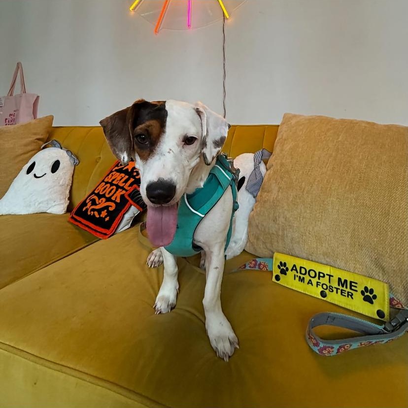 Enlarge Lolli, a Adoptable mixed breed in Philadelphia, PA image 3/5