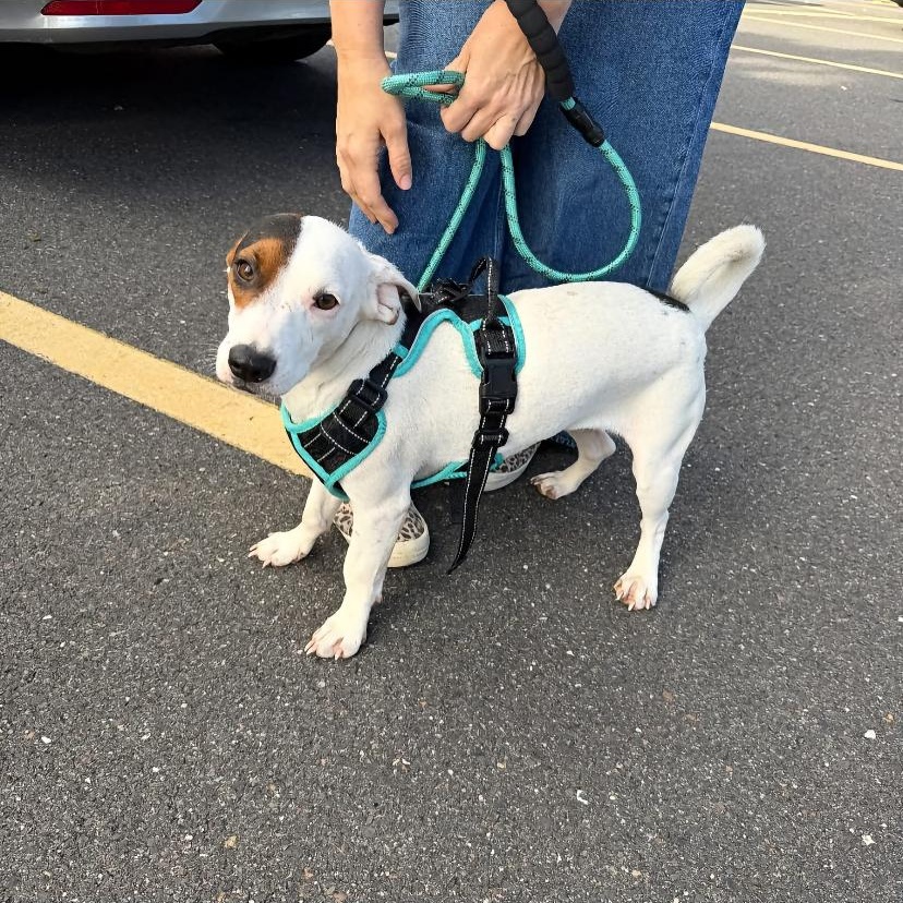 Enlarge Lolli, a Adoptable mixed breed in Philadelphia, PA image 5/5