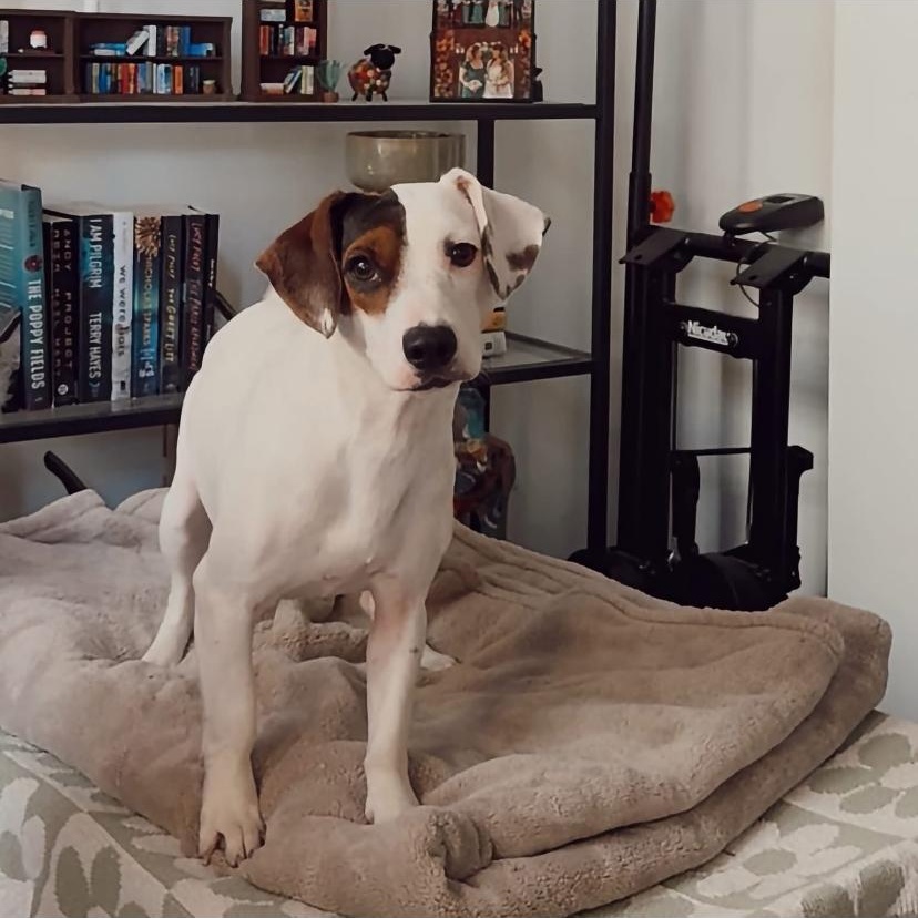 Lolli, Adoptable, Young Female Terrier.