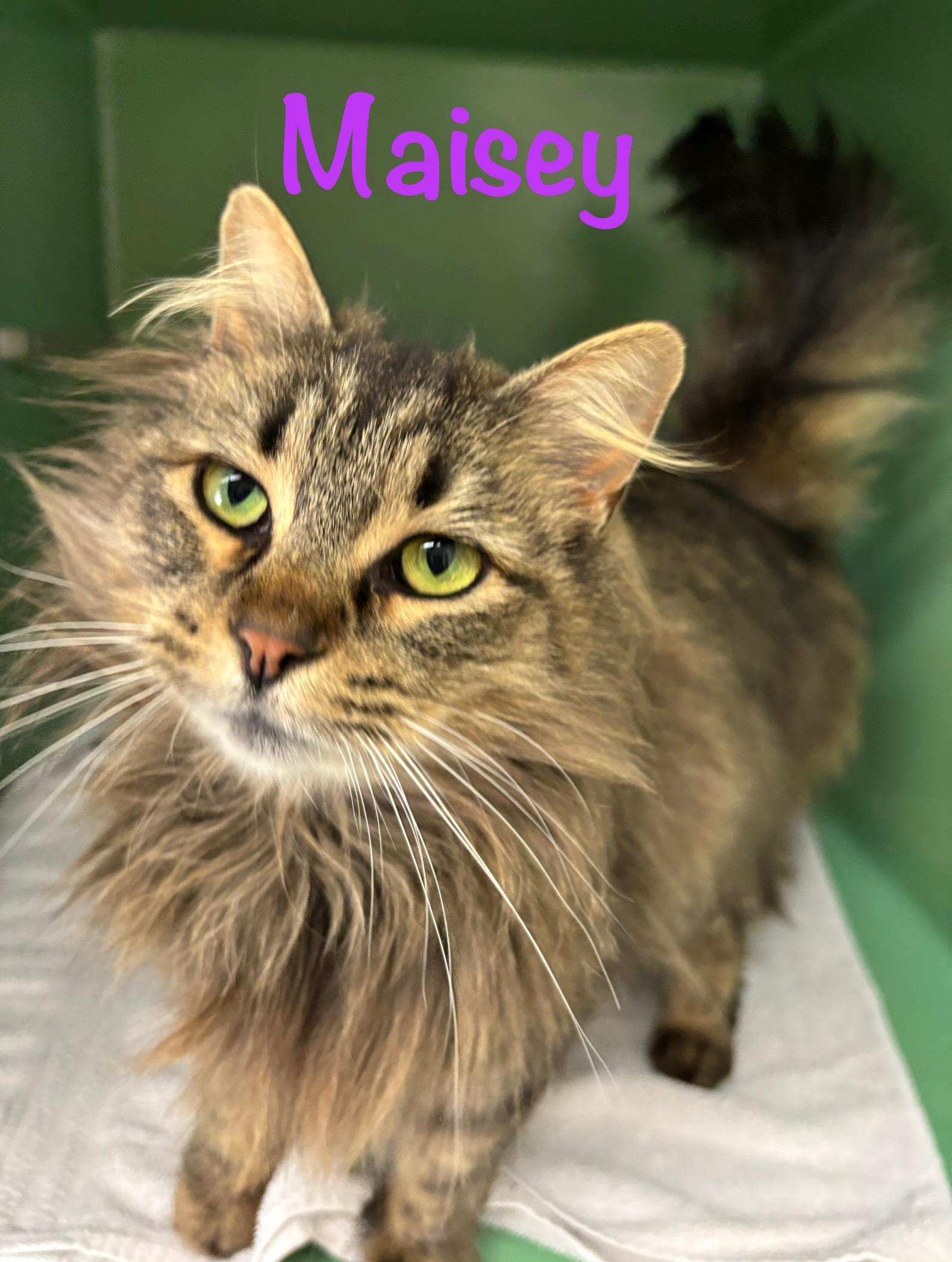 Enlarge Maisey, a ADOPTABLE Tabby in Crescent City, CA image 1/1