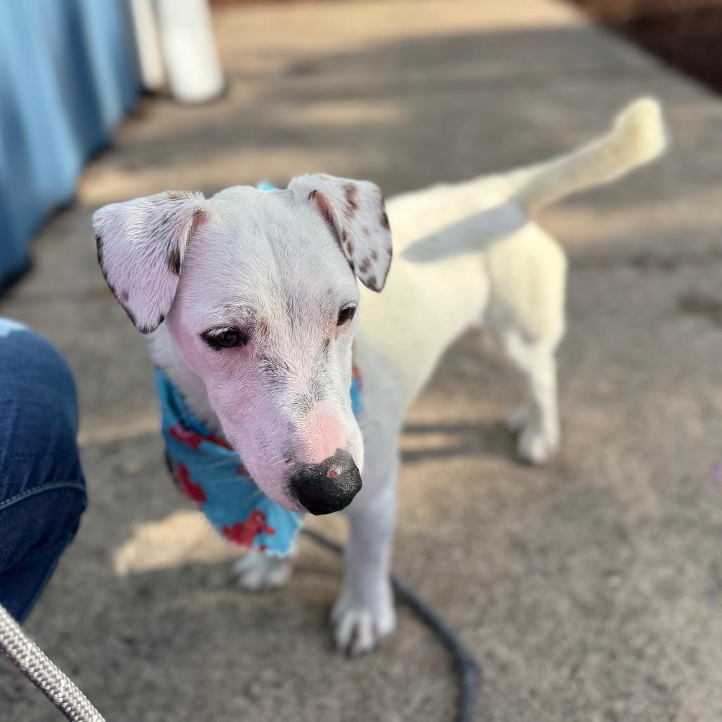 Coconut, Adoptable, Adult Male Jack Russell Terrier.