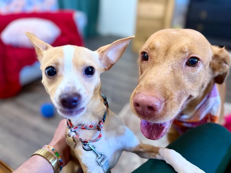 Gracie Gold Joy Jamboree — thumbnail 4