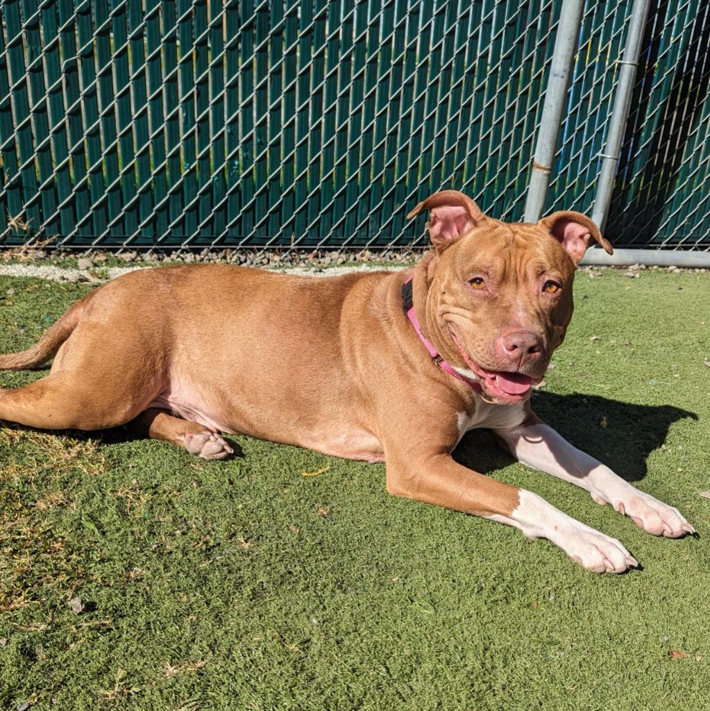 Enlarge Ruby, a Adoptable Pit Bull Terrier in Aberdeen, WA image 1/6