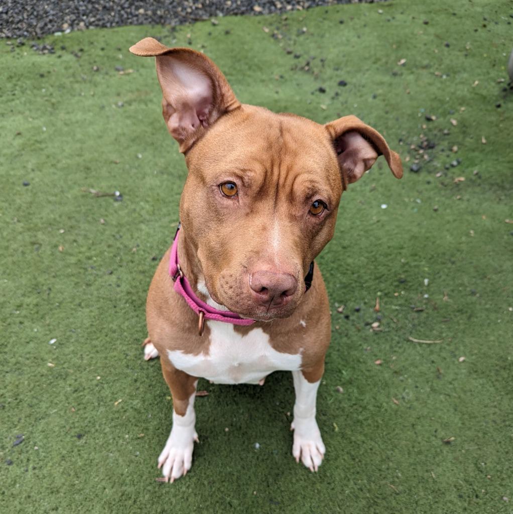Enlarge Ruby, a Adoptable Pit Bull Terrier in Aberdeen, WA image 4/6