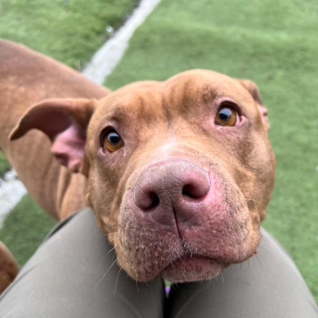 Enlarge Ruby, a Adoptable Pit Bull Terrier in Aberdeen, WA image 5/6