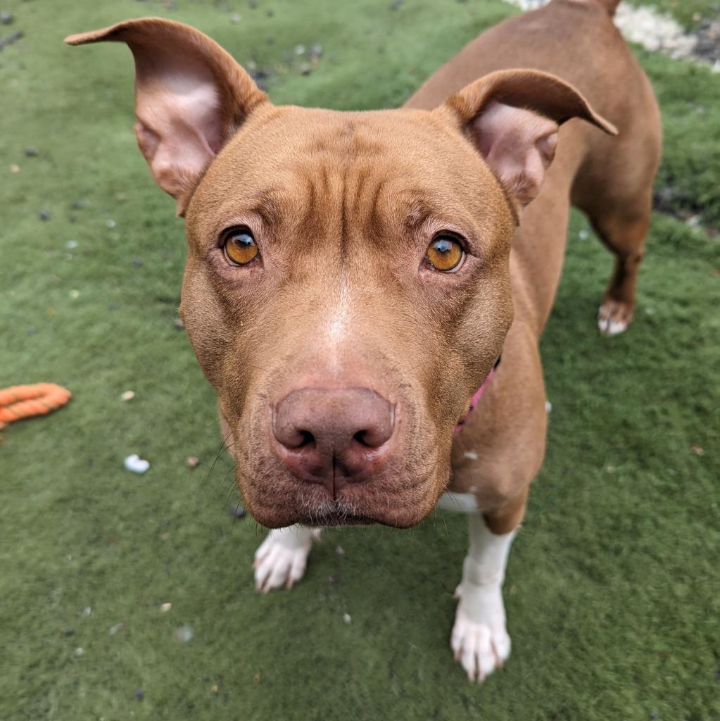 Enlarge Ruby, a Adoptable Pit Bull Terrier in Aberdeen, WA image 6/6