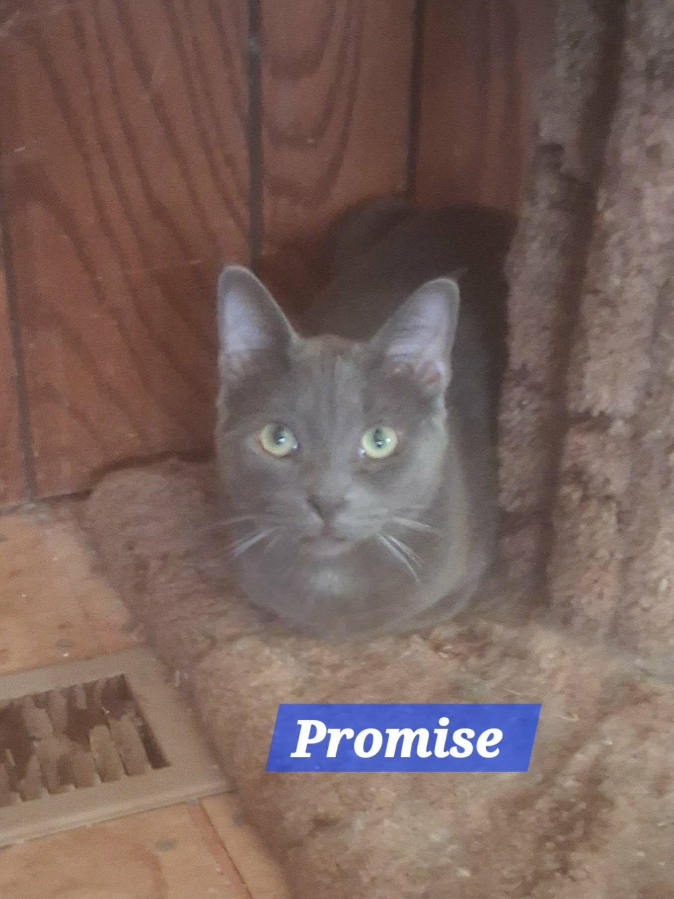 Enlarge Zz Baby Promise - Courtesy, a Adoptable mixed breed in Utica, MI image 2/2