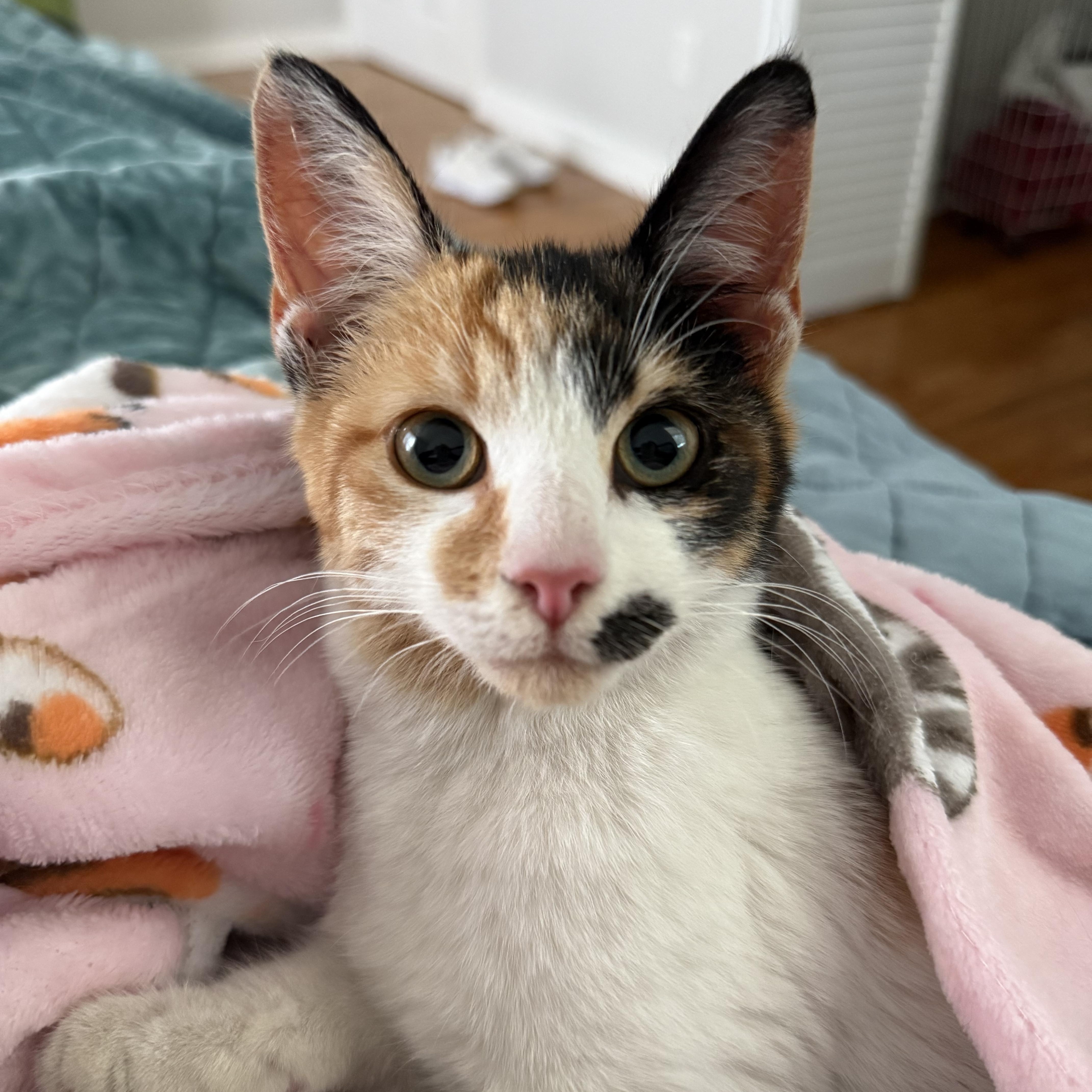 Enlarge Mabel, an adopted Domestic Short Hair in Tallahassee, FL image 1/4