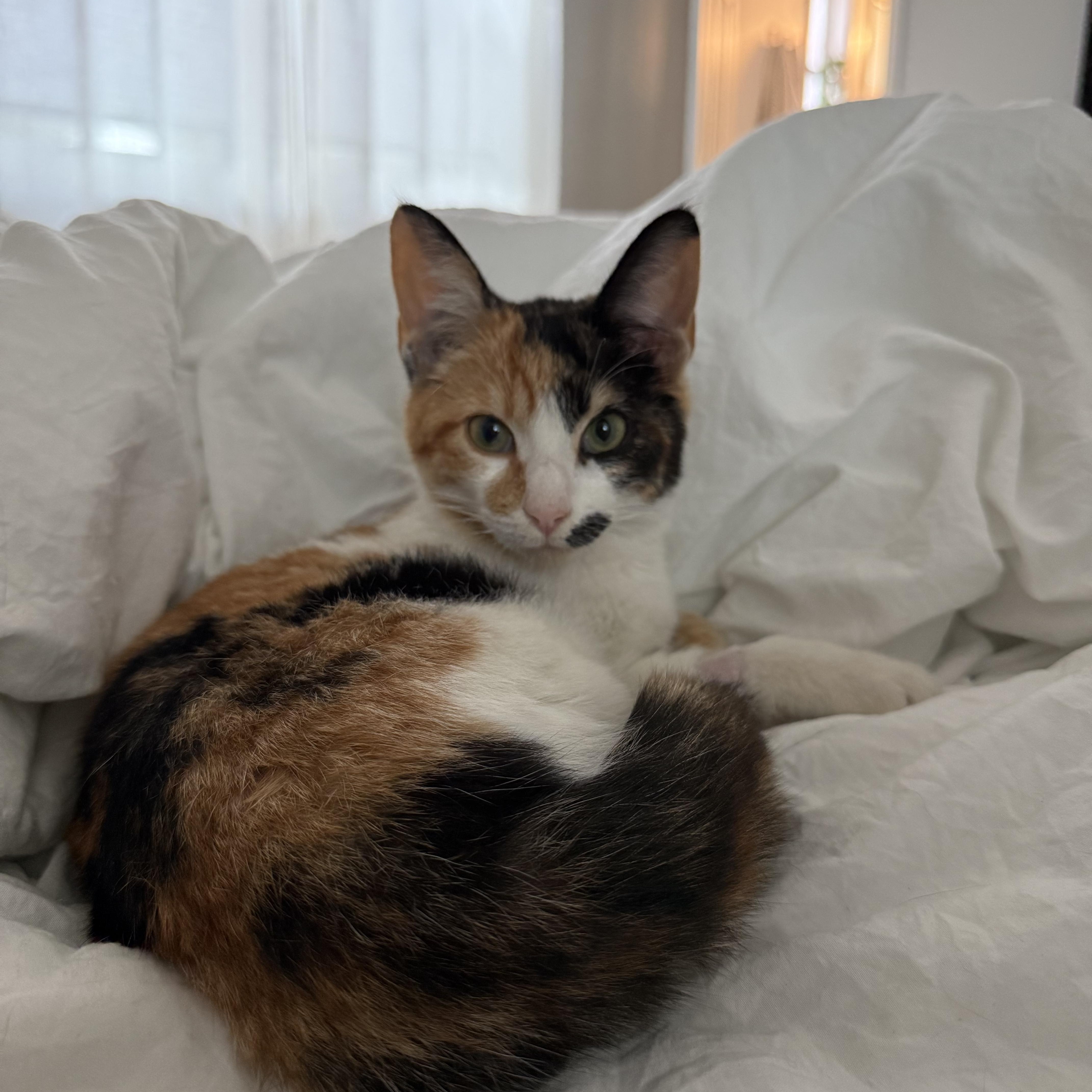 Enlarge Mabel, an adopted Domestic Short Hair in Tallahassee, FL image 4/4