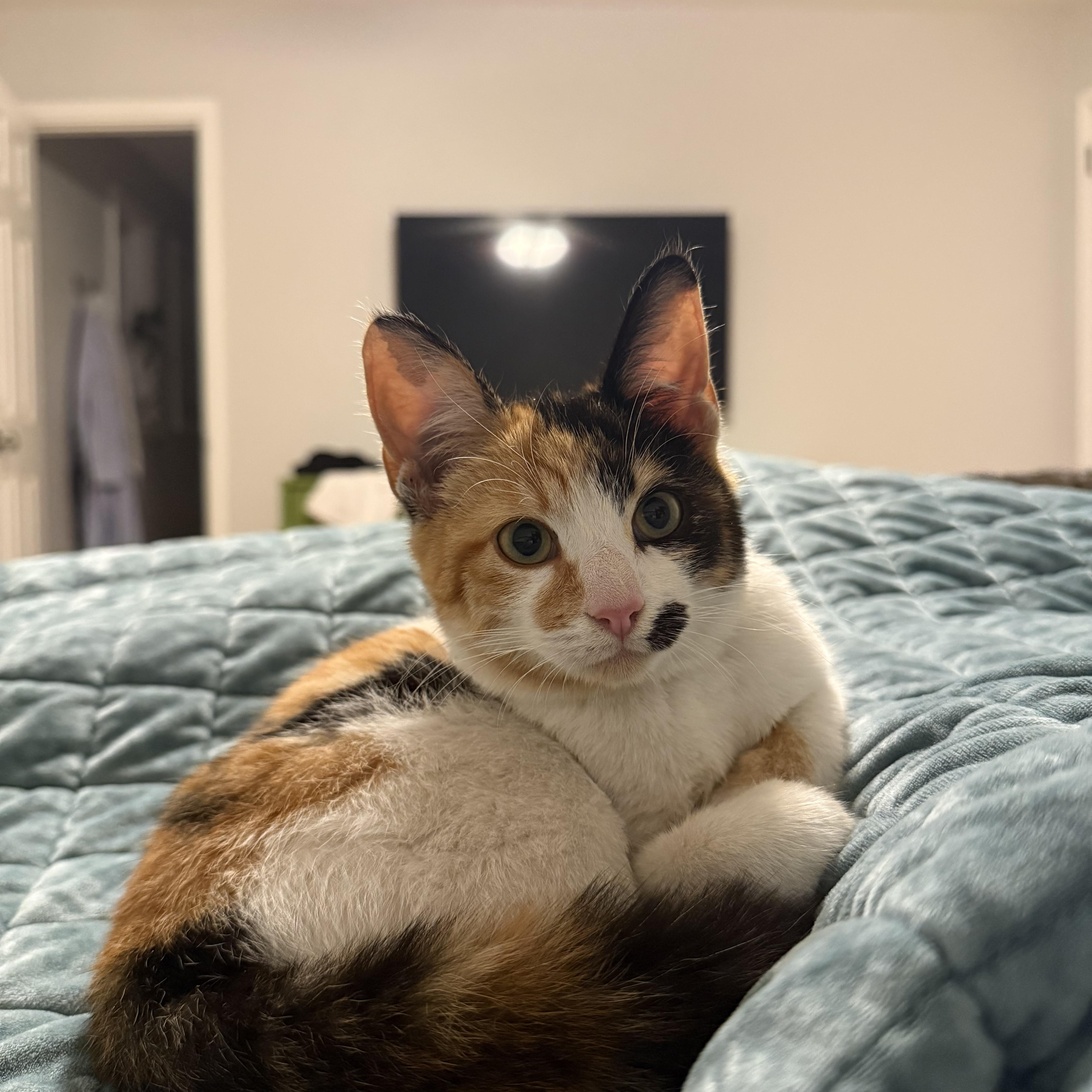 Enlarge Mabel, an adopted Domestic Short Hair in Tallahassee, FL image 3/4