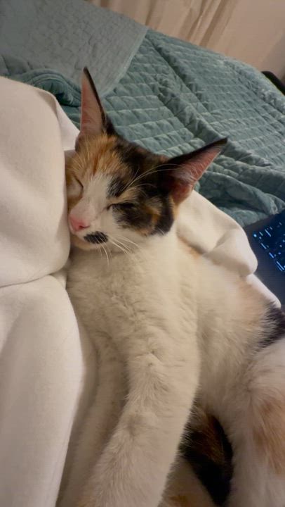 Enlarge Mabel, an adopted Domestic Short Hair in Tallahassee, FL video 2/4