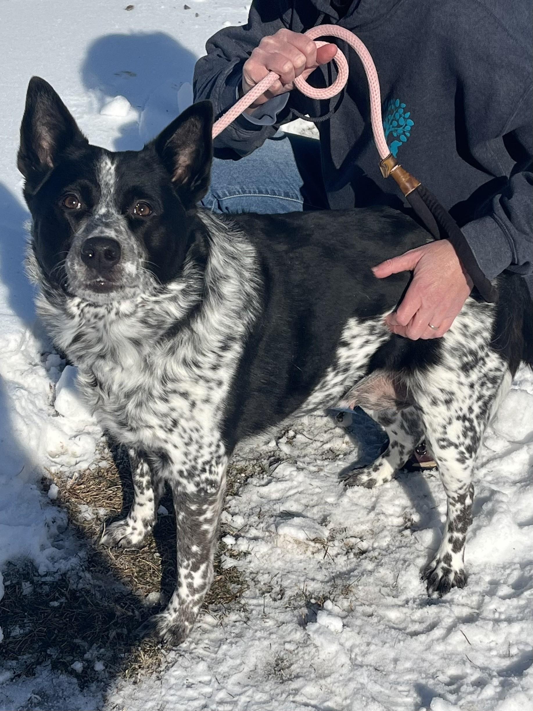 Chica, adopted, Adult Female Australian Cattle Dog / Blue Heeler.